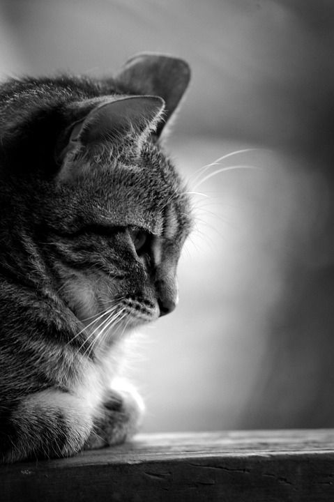猫 宠物 猫科动物 动物 小猫 国内的 基蒂 哺乳动物 生物