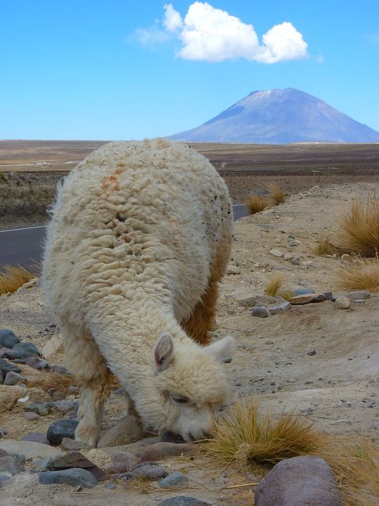 羊驼 小羊驼帕科斯 火山 层状火山 埃尔米斯蒂 秘鲁 阿雷基帕