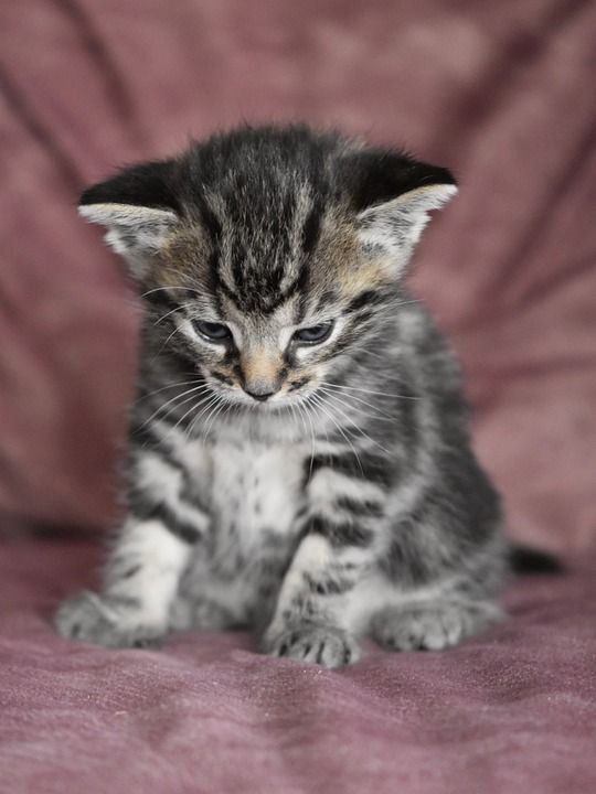 猫 家畜 小猫 猫肖像 可爱的