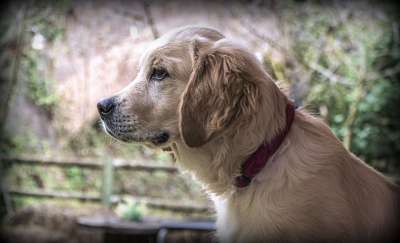 金毛猎犬 狗 宠物 犬类 动物 毛皮 鼻子 哺乳动物 狗肖像