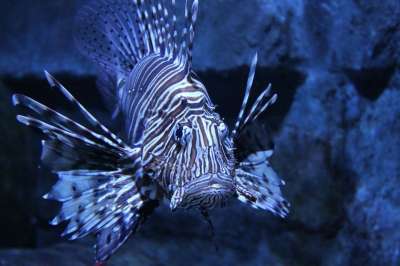 狮子 鱼 水下 水族馆 动物