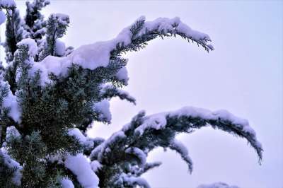 雪 冬天 树 杜松 冷 自然 景观 树木 白色的 分支 树枝