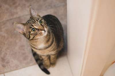 猫 小猫 大花猫 家猫 动物 坐着的猫 猫的眼睛 斑纹 达乔维茨