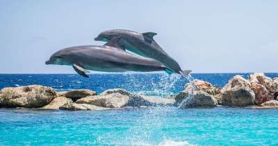 海豚 水族馆 跳跃 鱼 动物 海洋 水 生活 海 蓝色的
