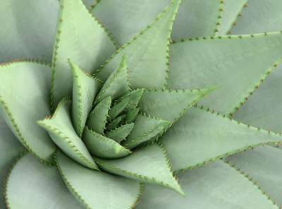植物 刺激 仙人掌 尖 仙人掌植物 自然 绿色 多汁的 带刺的