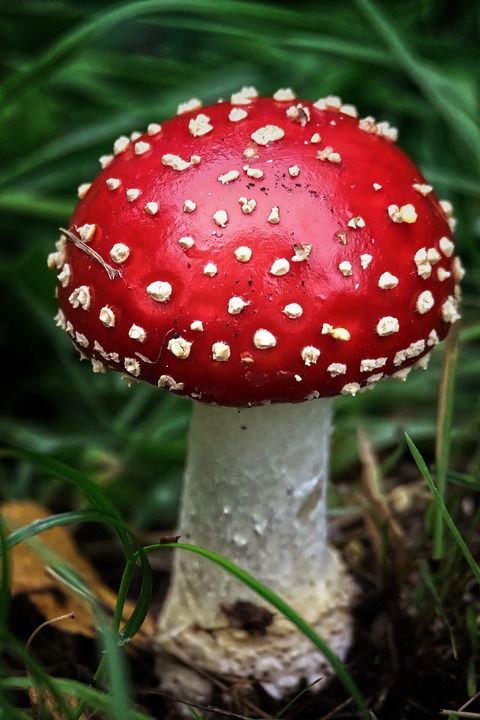 森林 毒菌 落下 红色的 苔藓 宏 小蘑菇 关闭 秋天的 自然