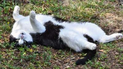 猫 宠物 动物 国内的猫 猫科动物 哺乳动物 可爱的 俏皮的