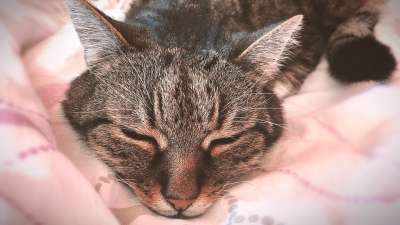 猫 老虎 可爱的 家畜 动物 野生动物 捕食者 食肉动物 动物园