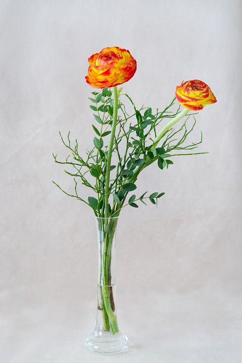 Ranunkeln 橙色的 红色 黄色 橙色的毛茛 花 二 花瓶
