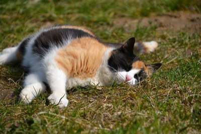 猫 三色 幸运猫 轻松