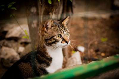 猫 看起来 达乔维茨 猫在看 家猫 小猫 猫咪 猫的眼睛 胡须