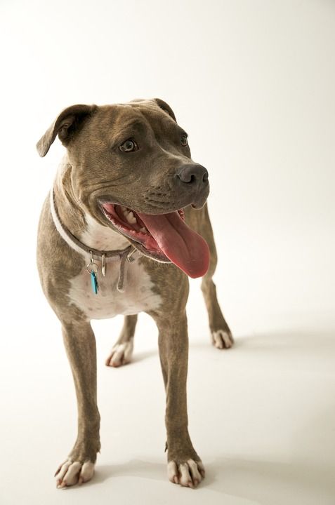 狗 罗威纳犬 棕色 舌头 喘气 锯齿形