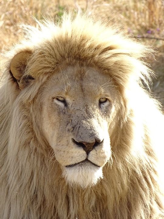 狮子 白色的 白色狮子 男性 猫 大猫 非洲 野生动物 动物