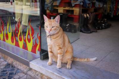 猫 红色的 家猫 加载 商业 城市 警卫队 细心 鲭鱼 看法