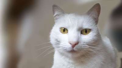 猫 动物 家猫 白 猫科动物 宠物 小猫