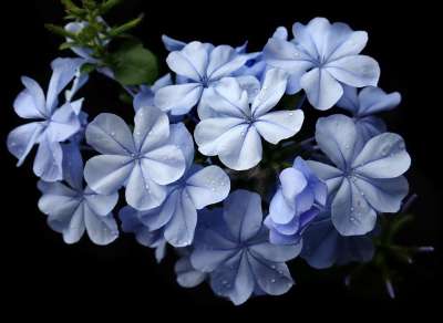石墨 蓝色的 花 雨滴 登山者 灌木 花园 自然