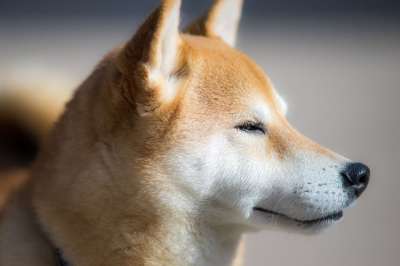 柴犬 狗 可爱的 哺乳动物 犬科 动物 宠物 户外 小狗 柴犬