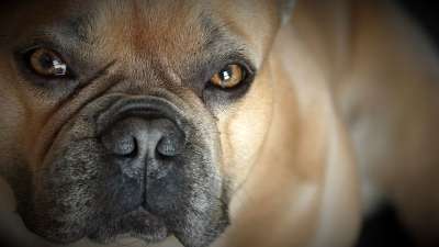 法国斗牛犬 狗 宠物 动物 特写 动物肖像 犬类