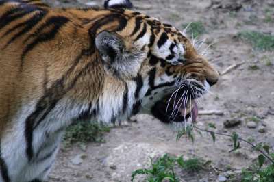 老虎 动物 捕食者 大猫 动物园