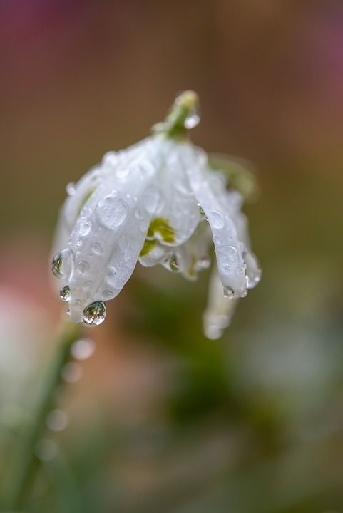 花 雪花莲 盛开 开花 植物学 植物 花瓣 特写 露珠 春天