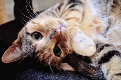 猫 虎斑猫 宠物 猫科动物 基蒂 毛皮 可爱的 年轻 俏皮的