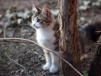 那只猫 猫似的 有色 动物 看 美丽