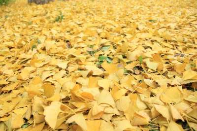 金黄色 落叶 秋天 银杏 季节 色彩 落叶 银杏 银杏 银杏