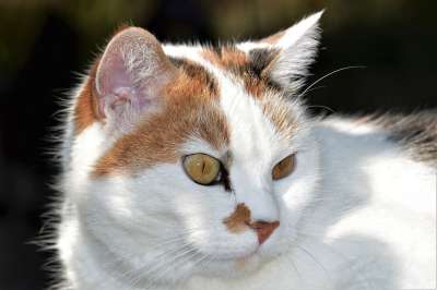 猫 白色的 家畜 动物 家猫 毛皮 看法 关闭 可爱的 猫眼