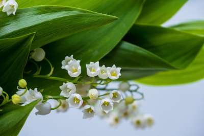 山谷里的百合 花 自然 春天 开花 白色的 春天的花朵 香味