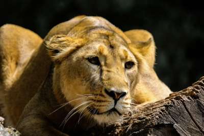 野生动物 捕食者 狮子 大猫 食肉动物 非洲 肖像 危险的