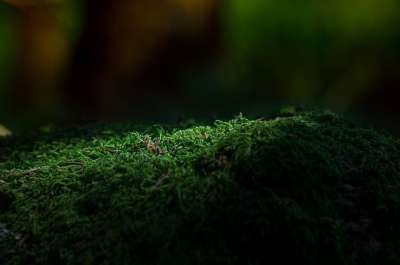 苔藓 森林 绿色 森林地面 自然 光与影 光的入射 关闭