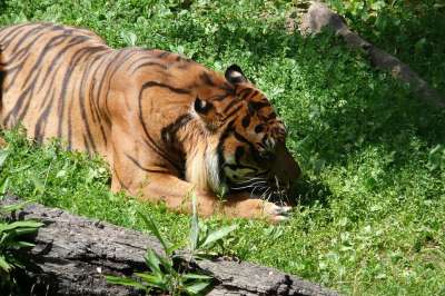 老虎 动物 大猫 危险的 荒野 捕食者