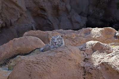 虎 白色的老虎 野猫 捕食者 动物 岩 威严 苹果浏览器 纵向