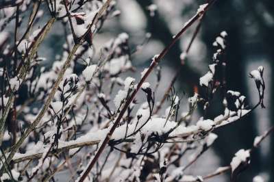 分行 雪 下雪的 冬天 寒冷的 雪盖 冰冷的 草 草本植物