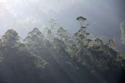 森林 多雾路段 黎明 树木 阳光 光线 在清晨 霜 朦胧
