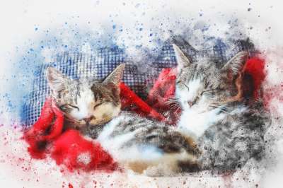 猫 睡眠 艺术 抽象 水彩 优质的 丰富多彩的 动物 基蒂