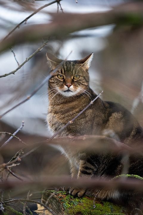 猫 动物 毛皮 家畜 户外 老虎 肖像 家猫 哺乳动物 可爱的