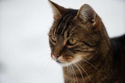 猫 动物 毛皮 家畜 户外 老虎 肖像 家猫 哺乳动物 可爱的