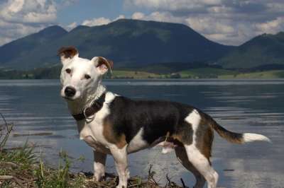 狗 杰克罗素梗 宠物 动物 梗犬 家养狗 纯种狗 猎犬 国内动物