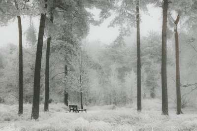 冬天 雪 森林 自然 白色的 景观 树 寒冷的 季节