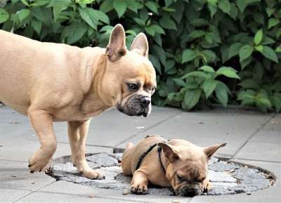 法国斗牛犬 狗 小狗 粗鲁的 小的 可爱的 斗牛犬 毛皮