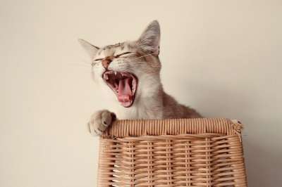Burmilla 猫 可爱的 五 毛茸茸 小猫 品种