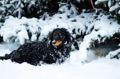 动物 狗 冬季 雪 品种 哺乳动物 小狗 家庭宠物 羊毛 户外