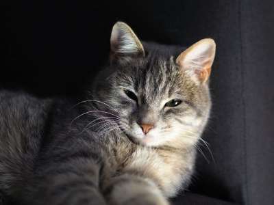 猫 灰猫 猫科动物 动物 灰色 家畜 看 躺着的猫 猫看