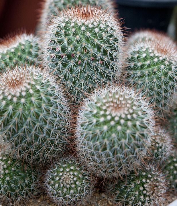 仙人掌 大自然 植物 庭园 花卉 肉质的 多肉植物 温室 刺