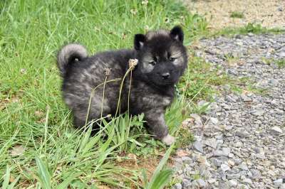狗 小狗 年轻的狗Eurasier 男性Eurasier黑面罩 动物