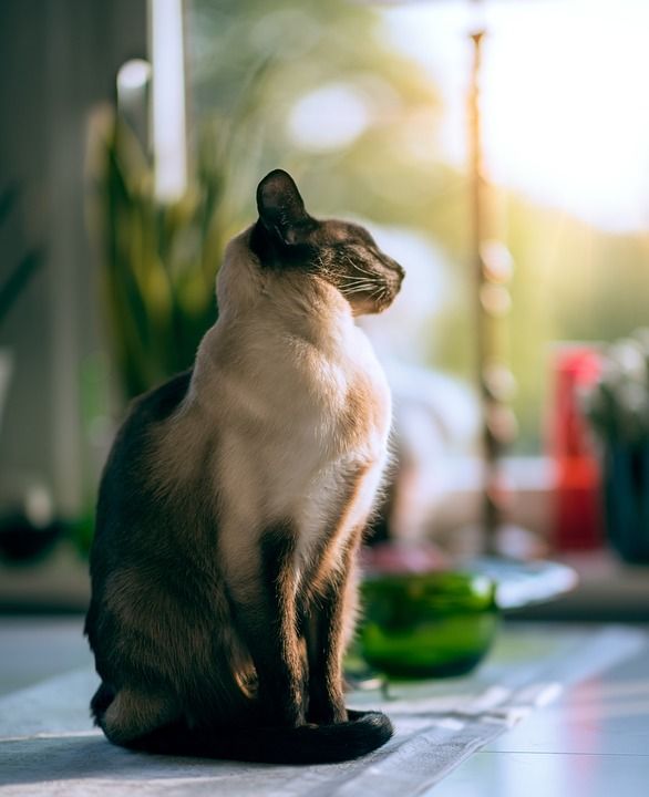 房子 猫 小猫 宠物 动物 布 地面