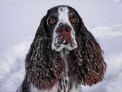 冬天 雪 肖像 狗 史宾格犬 家畜 狗摄影 头 四足 动物