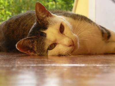 猫 白色的老虎 休息