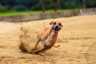 狗 赛狗 动物 种族 跑步 运动 宠物摄影 Hundesport